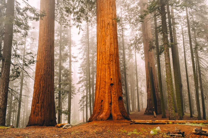 Sequoia National Park And Kings Canyon Travel Guide